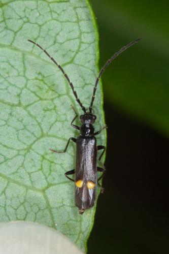 Réf. 220 337 : Malthodes sp.